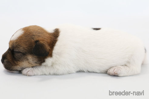 成約済の神奈川県のジャックラッセルテリア-335893の3枚目